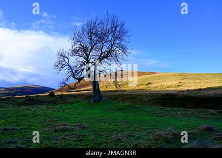 Der Frandy-Baum Glendevon Perthshire Stockfoto