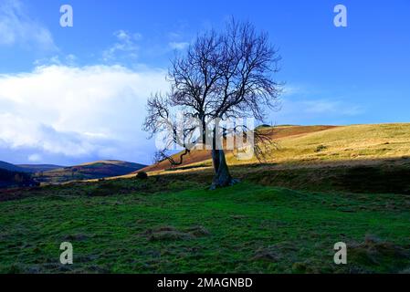 Der Frandy-Baum Glendevon Perthshire Stockfoto