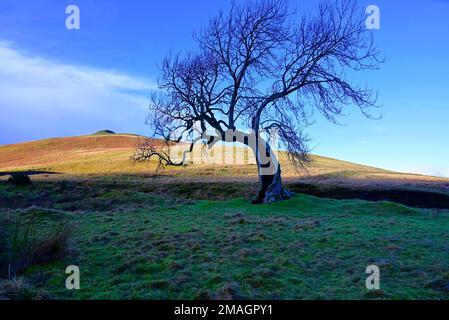 Der Frandy-Baum Glendevon Perthshire Stockfoto