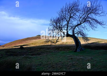 Der Frandy-Baum Glendevon Perthshire Stockfoto