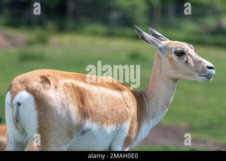 Nahaufnahme einer Schwarzbuck-(Antilope Cervicapra-)Rehe Stockfoto