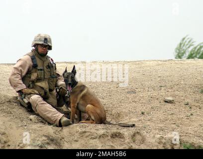 070324-M-6412C-013. [Complete] Bildunterschrift: SGT. Jose R. Zepeda aus Rosenberg, Texas, der dem 2. Bataillon angeschlossen ist, 7. Marines ruht auf einem Erdhügel mit seinem militärisch arbeitenden Hund Jjaycee während einer Suche nach Anzeichen für Aktivitäten der Anti-Irakischen Truppe während der Operation Zaidon II am 23. März 2007. Task Force 2. Bataillon, 7. Marines führt die Operation Zaidon II in Zaidon, Irak durch, um die Stadt von antiirakischen Streitkräften zu befreien und ihnen die weitere Nutzung des Gebiets in Zukunft zu verweigern. Das Regimentsattenteam 6 wird mit den Multinationalen Streitkräften West zur Unterstützung der Operation Iraqi Fre eingesetzt Stockfoto