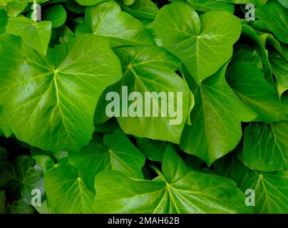 Leuchtend grüne Wachsblätter aus Boston Ivy in hellem Sonnenlicht. Glänzende weiße Reflexionen. Hintergrundbild. Frische und Outdoor. Schönheit in der Natur Stockfoto