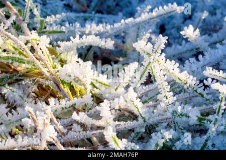 Nahaufnahme zeigt einzelne Grashalme, die nach einer extrem kalten Winternacht stark mit Frostkristallen bedeckt sind. Stockfoto