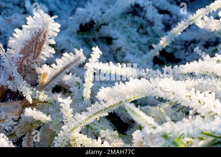 Nahaufnahme zeigt einzelne Grashalme, die nach einer extrem kalten Winternacht stark mit Frostkristallen bedeckt sind. Stockfoto