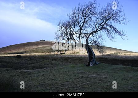 Der Frandy-Baum Glendevon Perthshire Stockfoto