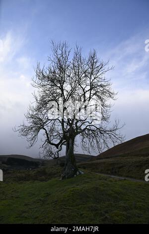 Der Frandy-Baum Glendevon Perthshire Stockfoto