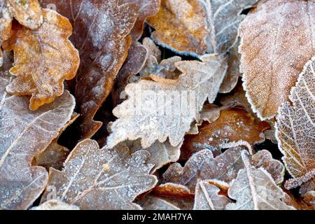 Nahaufnahme des Laubstreuers von verschiedenen Bäumen, die auf dem Boden liegen und nach einer kalten Winternacht von leichtem Frost bedeckt sind. Stockfoto