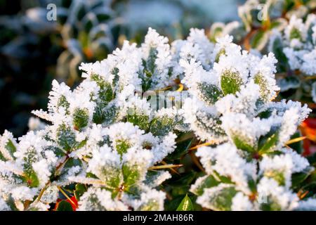 Nahaufnahme eines schweren Frosts auf den Blättern eines Stausches nach einer wirklich kalten Winternacht, die Eiskristalle klammern sich an den Kanten der Blätter. Stockfoto