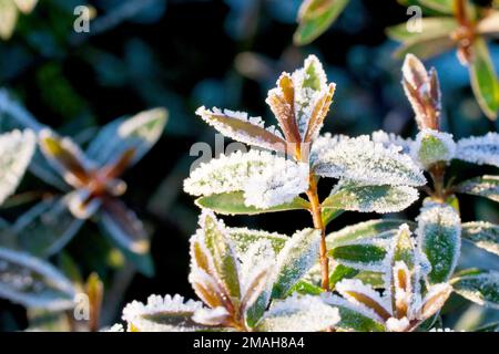 Nahaufnahme eines schweren Frosts auf den Blättern eines Stausches nach einer wirklich kalten Winternacht, die Eiskristalle klammern sich an den Kanten der Blätter. Stockfoto