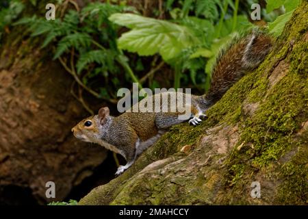 Graues Eichhörnchen (Sciurus carolinensis) auf umgefallenen moosbedeckten Bäumen Stockfoto