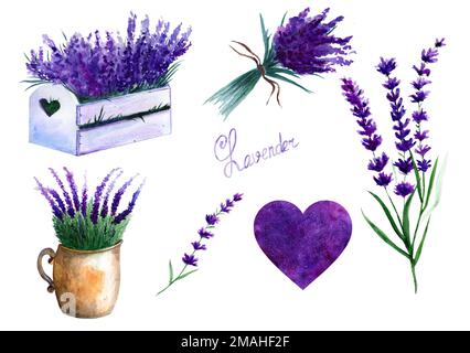 Lavendel-Set Mit Blumenelementen. Botanische Illustrationen werden von Hand gezeichnet. Stockfoto