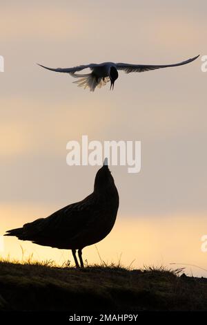 Great Skua (Stercorarius skua), Erwachsener bedrängt von einem arktischen Tern, südliche Region, Island Stockfoto