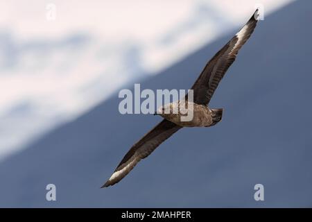 Great Skua (Stercorarius skua), Seitenansicht eines Erwachsenen während des Fluges, Südliche Region, Island Stockfoto