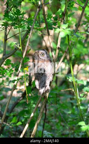 Eule, Zwergohreule, Otus scops, füleskuvik, Ungarn, Magyarország, Europa Stockfoto