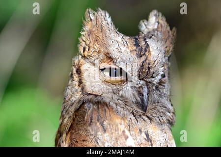 Eule, Zwergohreule, Otus scops, füleskuvik, Ungarn, Magyarország, Europa Stockfoto