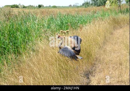 Purpurreiher, Héron pourpré, Ardea purpurea, vörös gém, Hortobágy, Ungarn, Magyarország, Europa Stockfoto