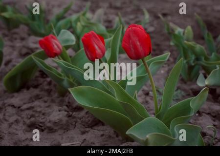 Tulpen Van Eijk mit rosa Blumen im Garten Stockfoto