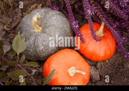 Reife orangefarbene und grüne Kürbisse liegen in Basilikum auf dem Boden. Ernte. Halloween. Oben viev, horizontal Stockfoto