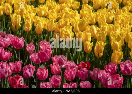 Gelbe und rosa Tulpen im Park Stockfoto
