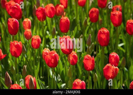 Nahaufnahme von vielen roten Tulpen Stockfoto