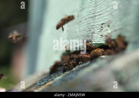 Bienen am Eingang eines Holzbienenstockes in der Bienenkammer. Stockfoto