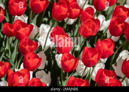 Rote und weiße Tulpen im Garten Stockfoto