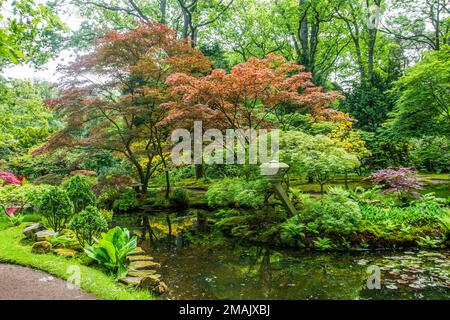 Schöner Blick auf die japanischen Ahornblüten (mit roten Blättern), den Teich und die gelben Rhododendron-Blüten (Azalea) in Den Haag Stockfoto