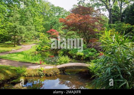 Wunderschöne Aussicht auf japanischen Ahorn (mit roten Blättern) und engen Teich und Steinbrücke und gelbe Rhododendron (Azalea) Blumen in japanischem Ahorn im Stockfoto