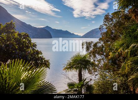 Fantastischer Helenium Park am Ufer des Luganer Sees in den Vororten. Sonnig im Winter. Blick vom Olivenpfad zu den Vororten von Lugano. Die Schlange Stockfoto