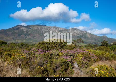 Tafelberg. Kapstadt. Südafrika. Stockfoto