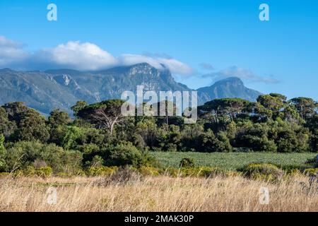 Tafelberg. Kapstadt. Südafrika. Stockfoto
