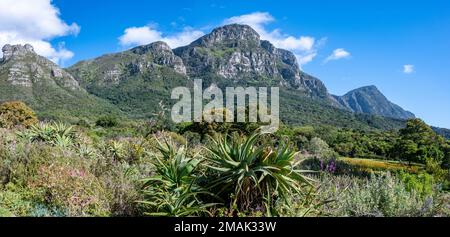 Panoramablick auf den Tafelberg vom Kirstenbosch National Botanical Garden. Kapstadt. Südafrika. Stockfoto