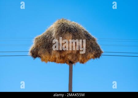 Ein riesiges Gemeinschaftsnest geselliger Weber (Philetairus socius) auf einem Holzpfahl. Nordkap, Südafrika. Stockfoto