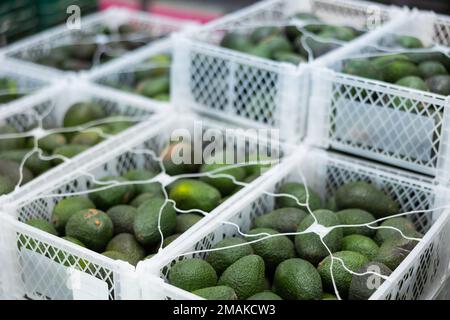 Avocado aus frischem Obst in Kisten nach dem Verpacken, Lager in der Mangofabrik Stockfoto