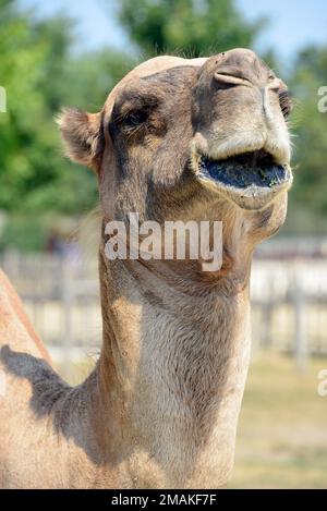 Dromedar, Arabisches Kamel, Dromedar, Arabisches Kamel, Chameau d'Arabie, Dromadaire, Camelus dromedarius, egypúpú teve Stockfoto