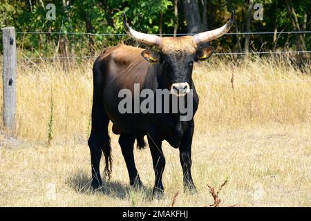 Heck Rinder, Heckrind, Heck-féle marha, Heck-marha, Bos taurus primigenius, Hortobágy, Ungarn, Magyarország, Europa Stockfoto