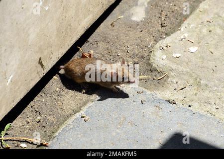 Hausmaus, Souris grise, Mus musculus, házi egér, Ungarn, Magyarország, Europa Stockfoto