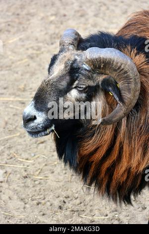 Kamerunenschafe, Kamerunschaf, Mouton du Cameroun, Ovis gmelini widder, kameruni juh Stockfoto