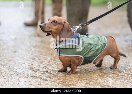 Dachshund trägt Regenmantel Stockfoto