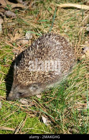 Weißbrustigel, Nördliche Weißbrustigel, Osteuropäische Igel, Hérisson de Roumanie, Erinaceus roumanicus, keleti sün, Ungarn Stockfoto