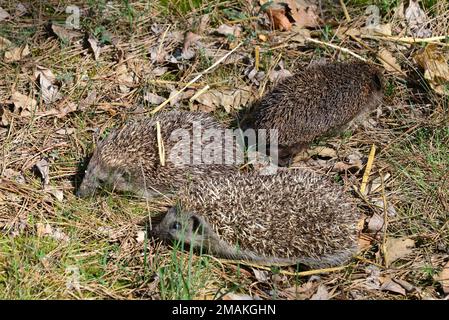 Weißbrustigel, Nördliche Weißbrustigel, Osteuropäische Igel, Hérisson de Roumanie, Erinaceus roumanicus, keleti sün, Ungarn Stockfoto