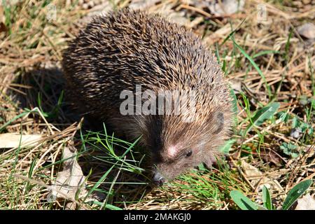 Weißbrustigel, Nördliche Weißbrustigel, Osteuropäische Igel, Hérisson de Roumanie, Erinaceus roumanicus, keleti sün, Ungarn Stockfoto