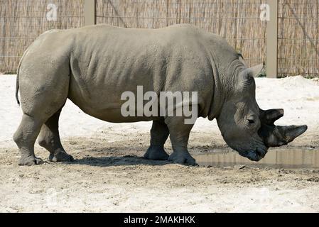 Weißes Nashorn oder Nashorn mit Quadratlippen, Breitmaulnashorn, Rhinocéros Blanc, szélesszájú orrszarvú, Ceratotherium simum simum simum Stockfoto