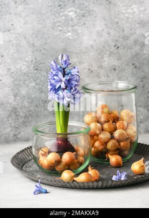 Stille Leben mit blauen Trauben hyazinthine Blumen und Zwiebeln Sets in den Glasgefäßen auf einer alten Metallschale. Hausgemachte Dekoration oder Blumenkonzept. Stockfoto