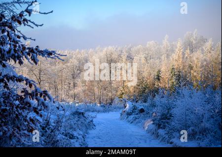 Schattiger Pfad zu schneebedeckten Baumkronen vor blauem Himmel Stockfoto