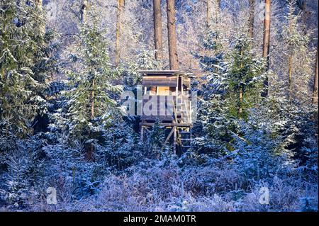 Jagdkanzel oder hoher Sitz in Winterwäldern bei Sonnenschein Stockfoto