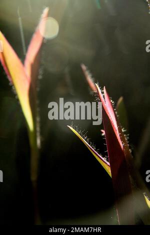 Nahaufnahme der Blätter einer Purple Heart-(Tradescantia pallida-)Pflanze Stockfoto