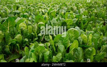 Feld mit grünem Mangold gepflanzt Stockfoto