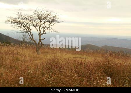 Virginia, USA. Blick vom Cole Mountain im Spätherbst. Solitärbaum in einem Dickicht aus Korallenbeeren und Gräsern auf dem Plateau. Stockfoto